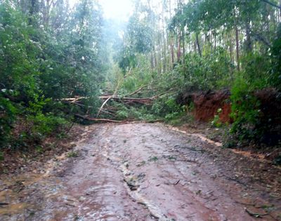 Chuvas natalinas fazem estragos na região. Em Divinópolis vento derruba árvores e quebra vidros de prédios